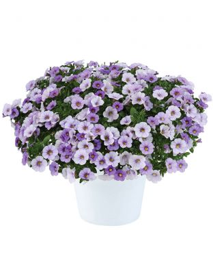 Miljoonakello Ombre Blue