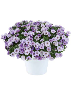 Miljoonakello Ombre Blue