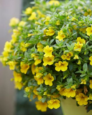 Miljoonakello keltainen