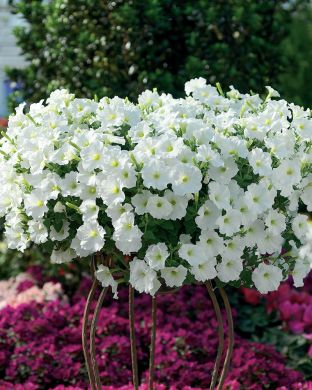 Petunia valkoinen