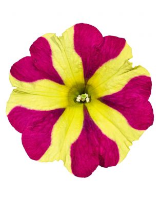Petunia Queen of Hearts 3 kpl