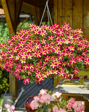 Petunia Queen of Hearts 3 kpl