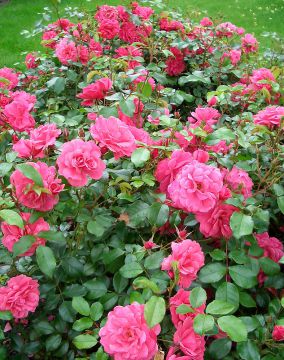 Viherpeukalot-ruusu 2006