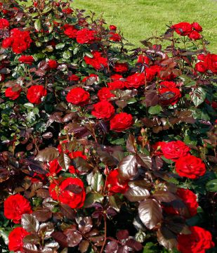 Viherpeukalot-ruusu 2008