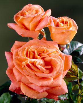 Viherpeukalot-ruusu 2010