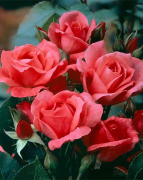 Tertturuusu Pernille Poulsen 3 kpl