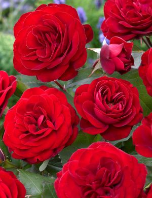 Tertturuusu Europeana