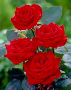 Jaloruusu Hanne 3 kpl