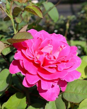 Jaloruusu Pink Peace 3 kpl