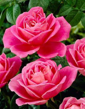 Jaloruusu Pink Peace 3 kpl