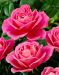 Jaloruusu Pink Peace 3 kpl