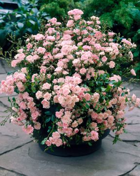 Fairy-peittoruusu mix 3 kpl