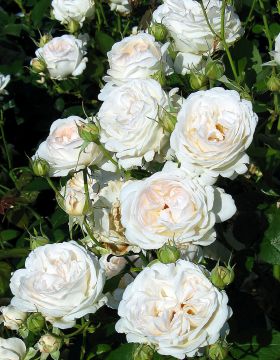 Peittoruusu Aspirin Rose