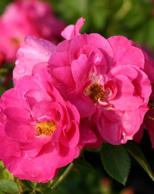 Pilariruusu John Cabot