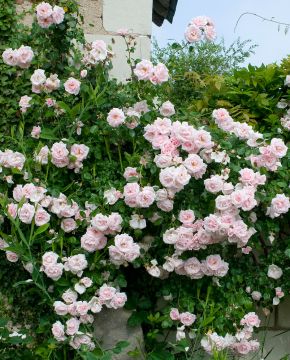 Köynnösruusu New Dawn astiataimi