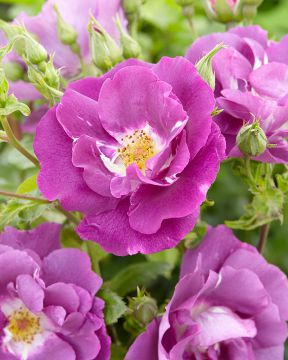 Tertturuusu Rhapsody in Blue 