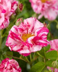 Kirjoapteekkarinruusu Rosa Mundi