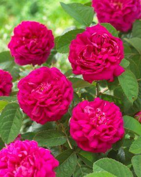 Syysdamaskonruusu Rose de Rescht