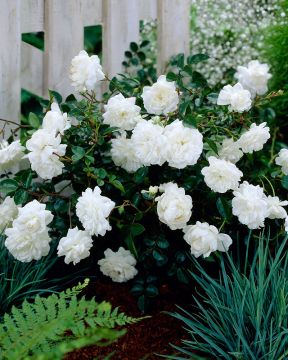 Peittoruusu White Fairy 3 kpl