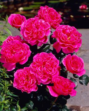 Jaloruusu Princess Alexandra