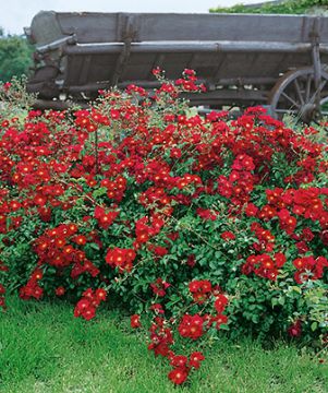 Peittoruusu Sommerabend