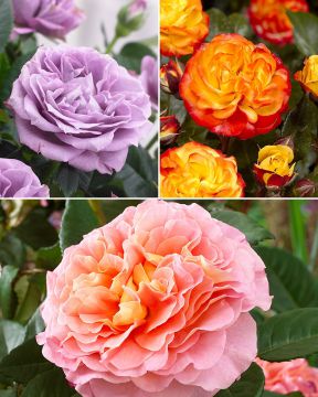 Viherpeukalot-ruusu mix 3 kpl