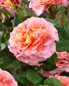 Viherpeukalot-ruusu 2018