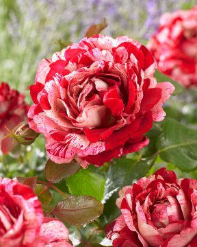 Grandifloraruusu Rock and Roll