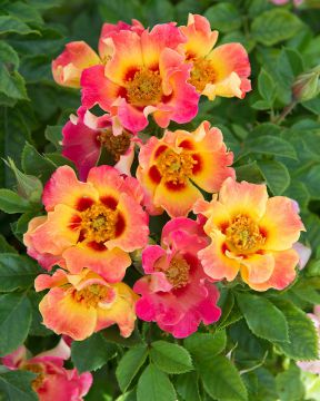 Peittoruusu Coral Babylon Eyes