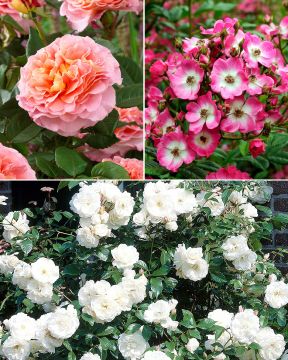 Villien Viikkojen Ruusu mix 3 kpl