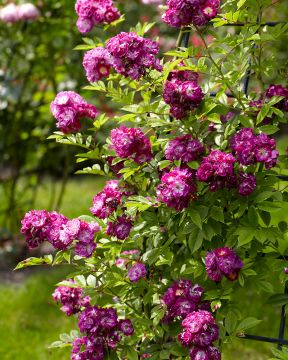 Viherpeukalot-ruusu 2020