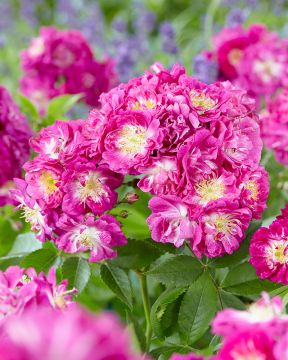 Viherpeukalot-ruusu 2020