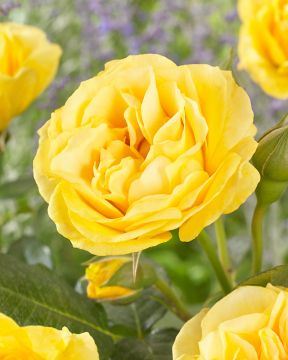 Tertturuusu Doris Day