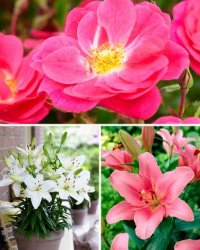 Puutarhan onni -lajitelma 21 kpl