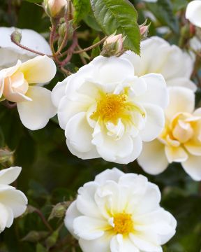 Hunajaruusu Lykkefund