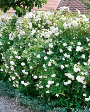 Hansaruusu valkoinen