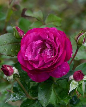 Grandifloraruusu Blue Eden