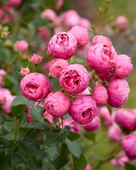 Floribundaruusu Pomponella