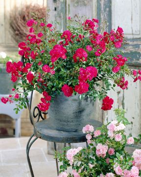 Peittoruusu Fairy Dance