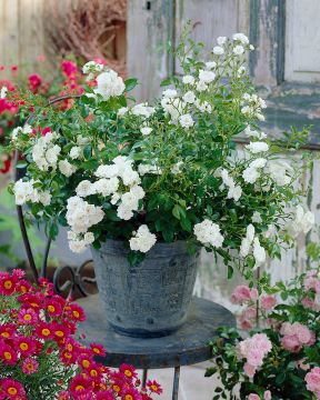 Fairy-peittoruusu mix 3 kpl