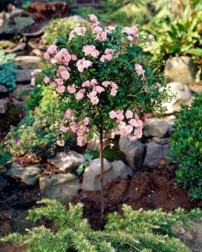 Runkoruusu vaaleanpunainen