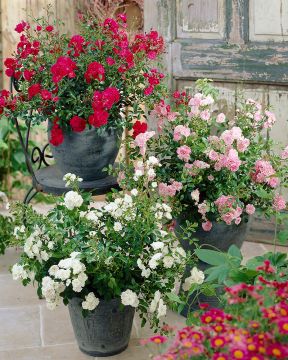 Fairy-peittoruusu mix 3 kpl