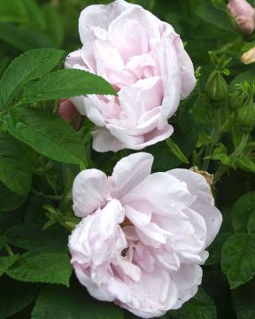 Tarhakurtturuusu Snow Pavement
