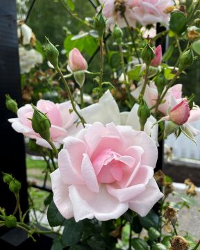 Köynnösruusu New Dawn astiataimi