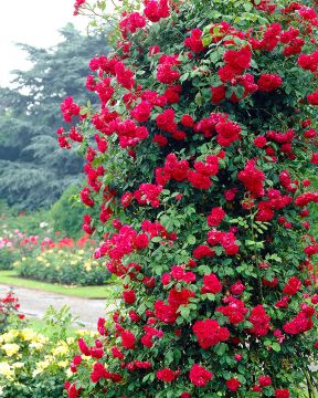 Köynnösruusu Paul's Scarlet astiataimi