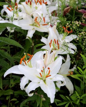 Oriental-lilja Mother´s Choice 10 kpl