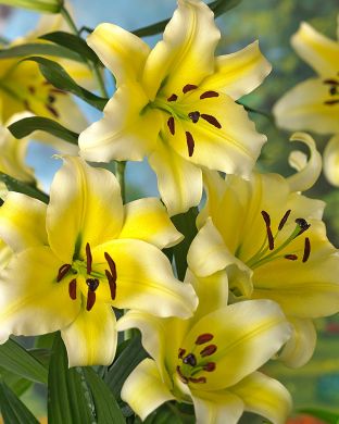 Puulilja Conca d´Or 3 kpl