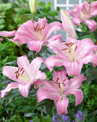 Oriental-lilja Josephine 5 kpl