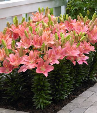 Matala värililja Foxtrot 5 kpl