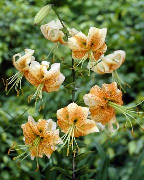 Marhanlilja Lady Alice 5 kpl